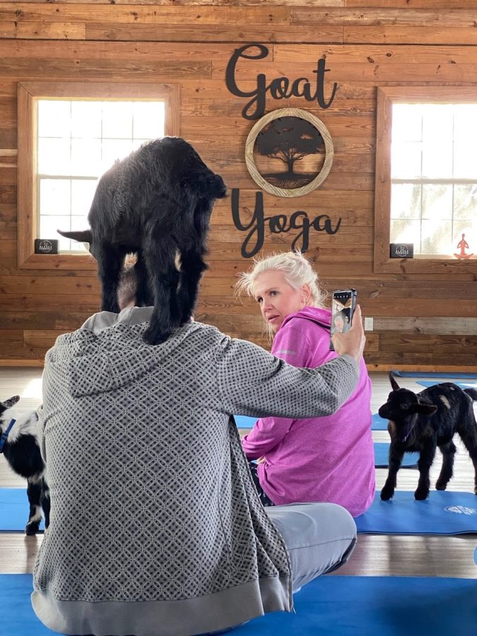(Above) Goat yoga is popular through various social media platforms, which Alaska Farms take part in.
They have an Instagram account, @alaskafarms.co, as well as a Facebook page. Various guest
experiences are illustrated through these platforms, and individuals also enjoy posting their
encounters on their own social media. For Alaska Farms, social media is used as a form of
advertisement, giving both new and old customers a small glimpse of what their experience may
entail. It also shows their values as people and as a business, and it most importantly allows
people to stay connected with Alaska Farms, and vice-versa. 