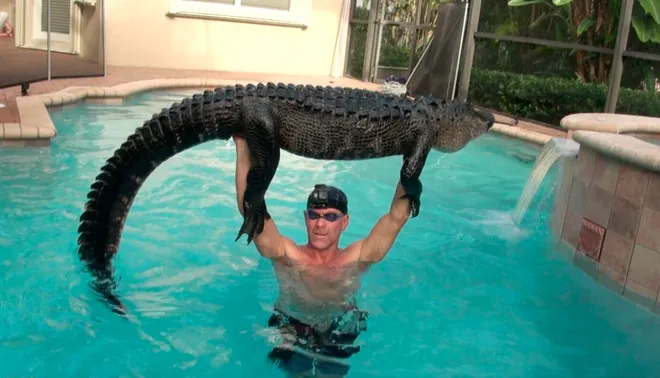 %28Above%29+A+Florida+man+captures+an+eight+foot+alligator+that+took+a+swim+in+Parkland%2C+Florida.+The+gator+was+then+transferred+to+The+Everglades+National+Park.