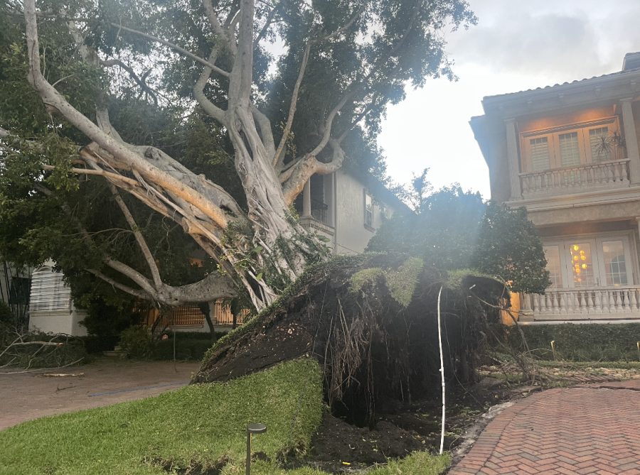 (Above) Originally, many thought that
the Tampa area
would see the brunt
of the destruction
from Hurricane Ian.
However, the damage
was not as severe as
other parts of the
state, especially a
few miles south of
Tampa. This uprooted

tree in St. Peters-
burg shows the

extensive damage
hurricanes can cause.
Although the house
remained relatively
unharmed, there was
minor damage from
the fallen tree to

the roof and exterior. Photo by Kailey Calvo.